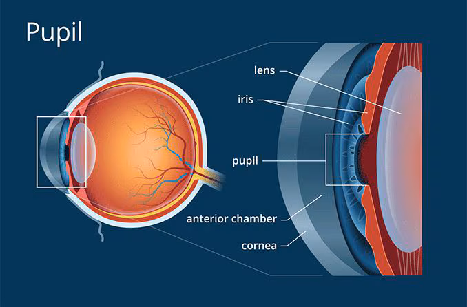<p>what part of the eye is this?</p>