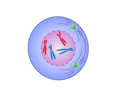 <p>What phase of mitosis is this?</p>