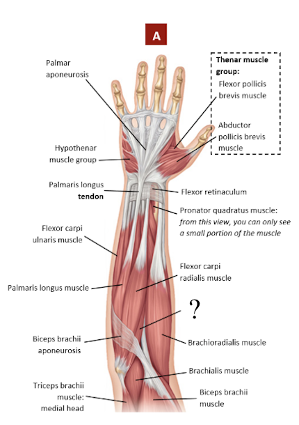 <p>small and proximal, near the antecubital region</p><ul><li><p>assists the pronator quadratus muscle with pronation</p></li></ul><p></p>