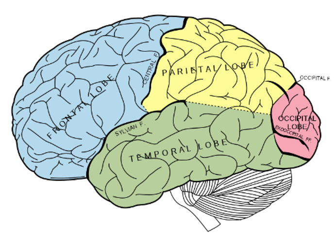 <p><span>whare is the pariental lobe located</span></p>