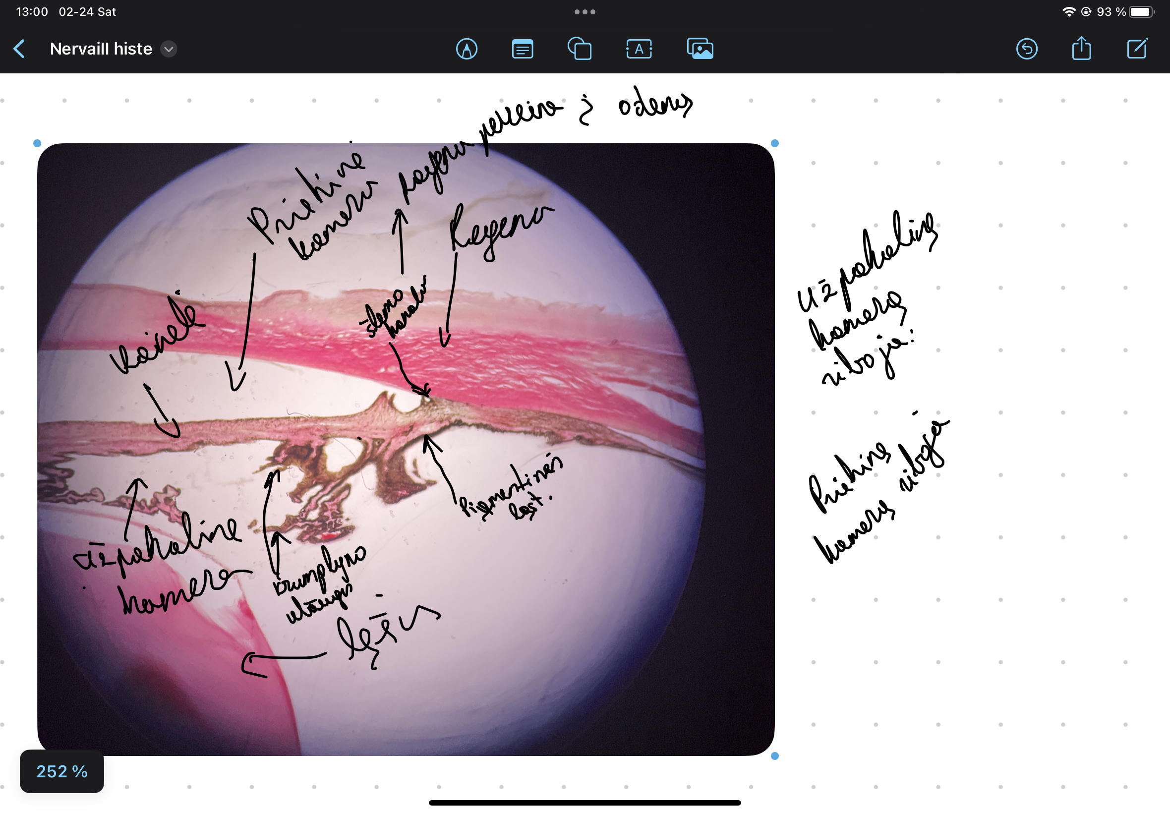 knowt flashcard image