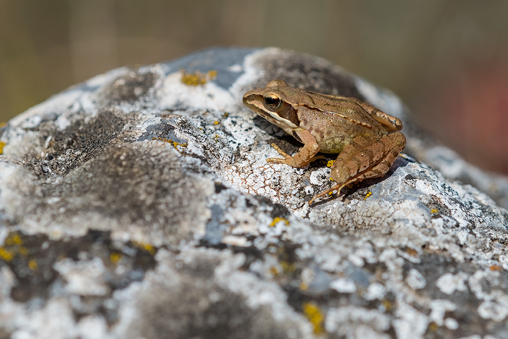 <p>Rana dalmatina</p>