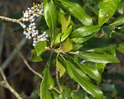 Waxmyrtle