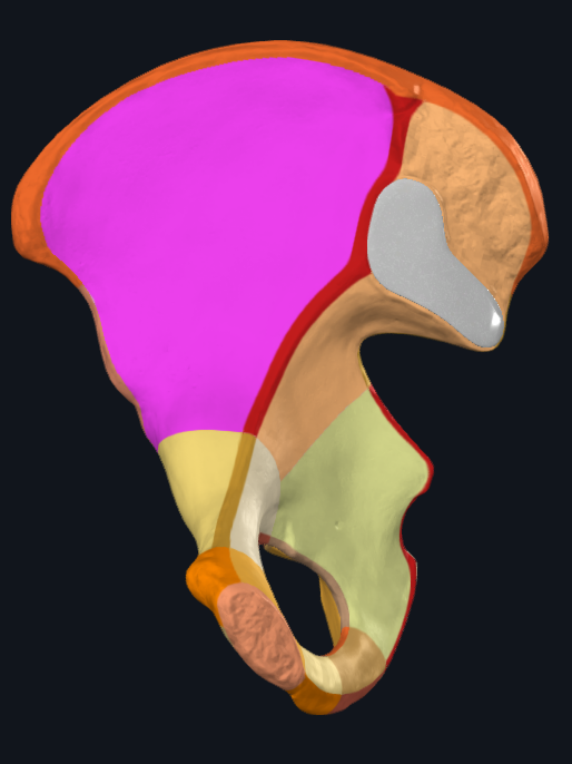 <p>What is highlighted pink</p>