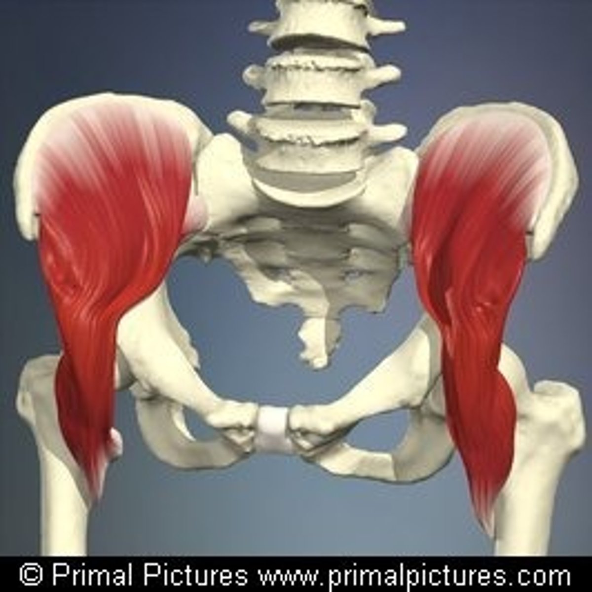 <p>Flexes thigh on hip</p>