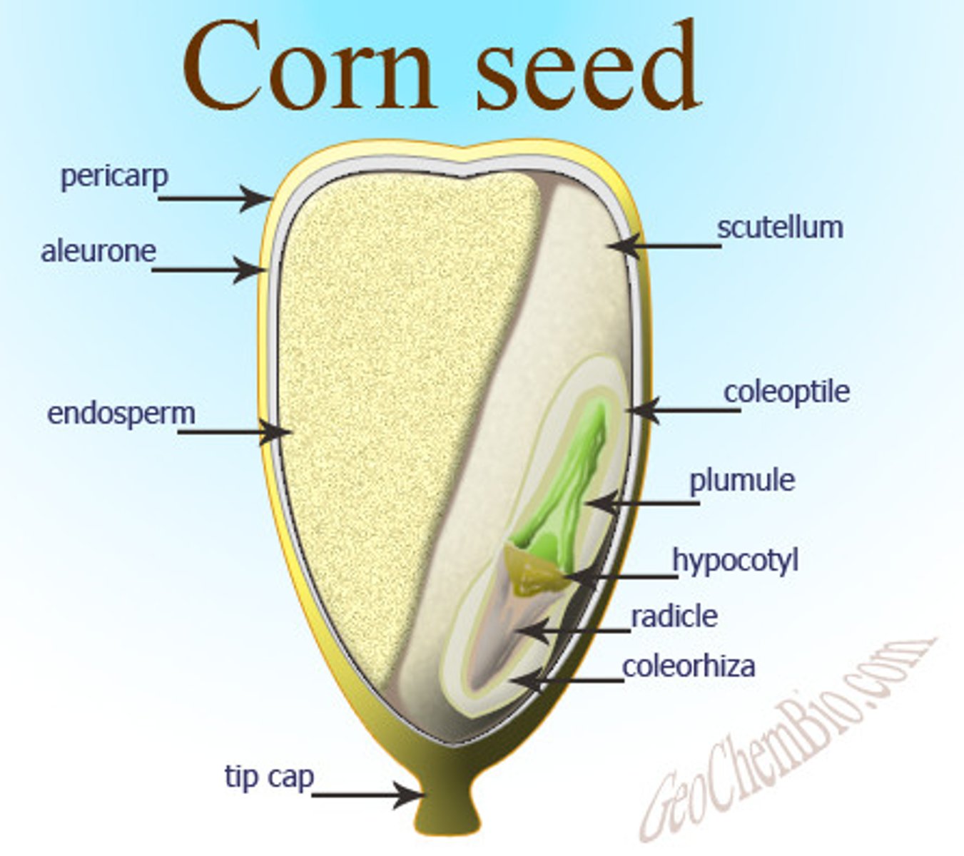 <p>A nutritive tissue that increases the efficiency with which food is stored and used in the seeds of flowering plants.</p>
