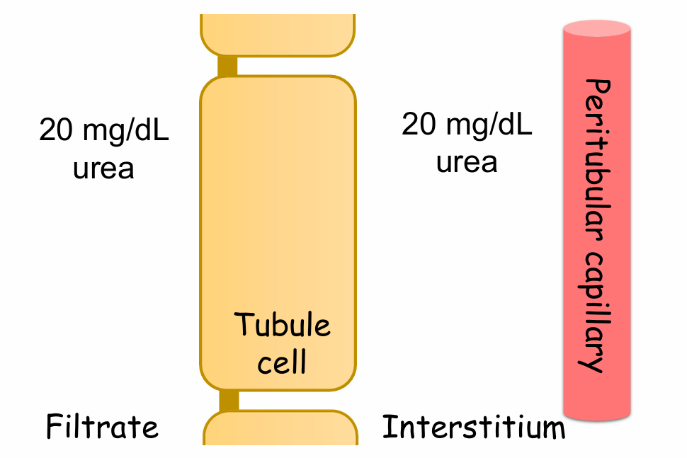 <p>Will urea be reabsorbed under these condition?</p>