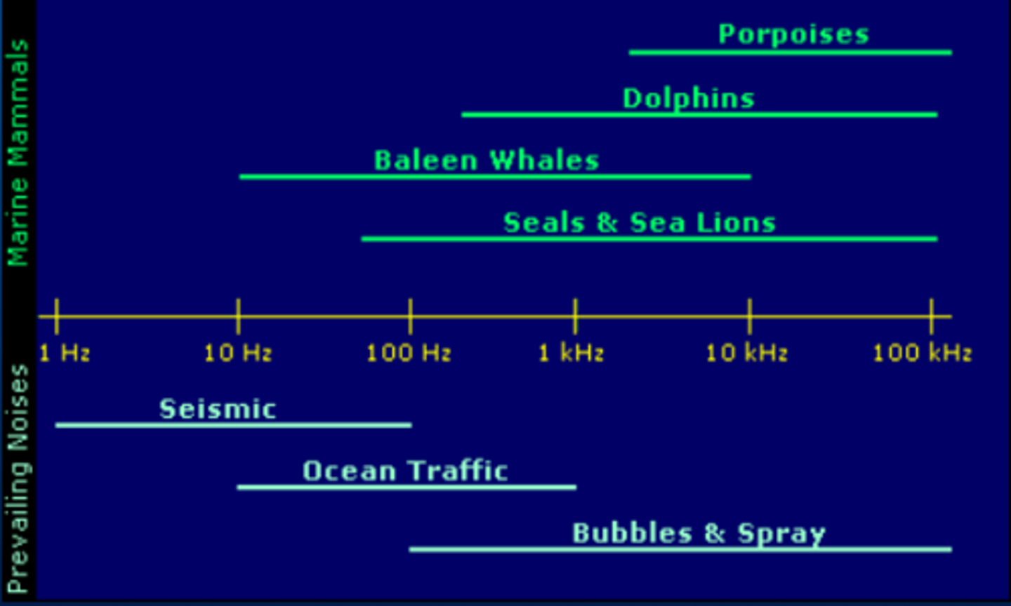 <p>Most marine mammals only visible 1-10% at surface = acoustic monitoring useful tool to estimate distribution and abundance!</p><p>-&gt; Man made noise can interfere and become a problem for marine mammals (e.g. Richardson et al, 1995) Past 50 years noise in Ocean 20 X increase!</p>