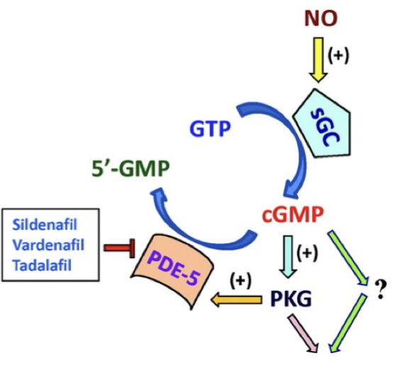 <p>Fosfodiesterashämmare (PDE-5) <strong>förhindrar hydrolys</strong> av cAMP och cGMP vilket förstärker den effekt som de medierar → vasodilatation. Ger <em>ej systemisk</em> effekt på blodtrycket.</p><p><u>Användning</u>: erektil dysfunktion eller arteriell pulmonell hypertension.</p><p><u>Kontradiktion</u>: samtidig behandling med organiska nitrater.</p>