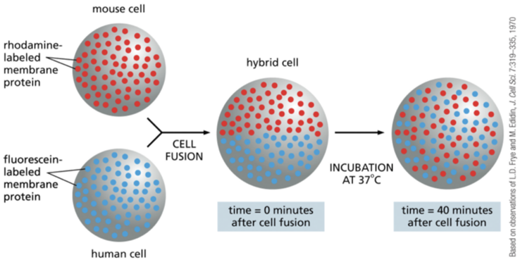 <p>fusing a mouse cell with a human cell </p><ul><li><p>formed a double sized hybrid cell </p></li><li><p>@first the mouse and human proteins were confined to their own halves but within a hour the proteins evenly mixed over the entire cell surface </p></li></ul><p></p>