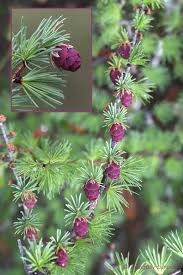 <p>deciduous needles, cylindrical needle growth pattern, female cones borne upward</p>