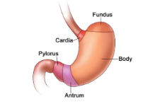 <ul><li><p>first place where chemical digestion takes place </p></li><li><p>food enters through <strong>cardiac sphincter (</strong>helps prevents food from going back UP into esophagus)</p></li></ul><p></p>