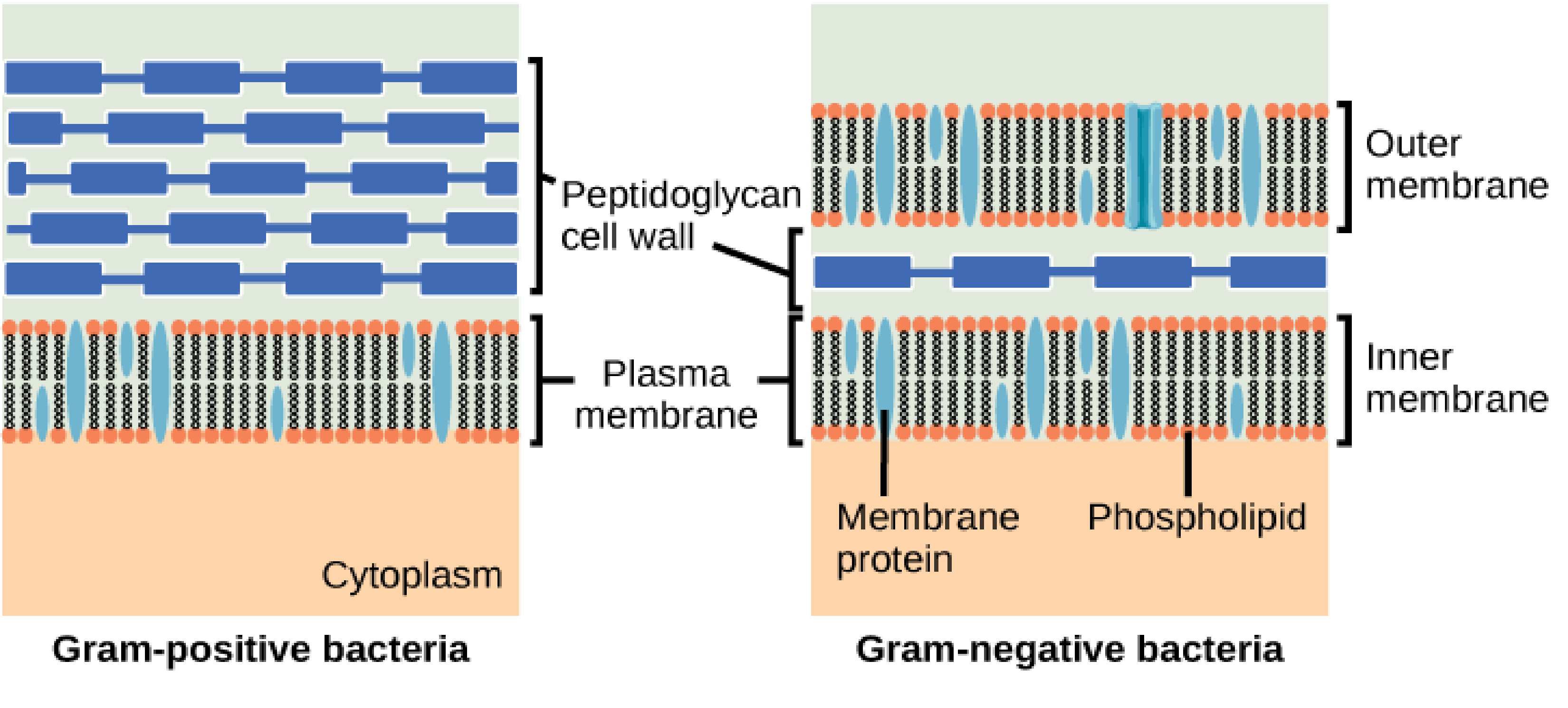 <p>A gel-like matrix that holds the thin peptidoglycan layer, nutrient-binding and transport proteins, and chaperons. It is located within the periplasmic space, separating the inner (cytoplasmic) and outer membrane bilayers</p>