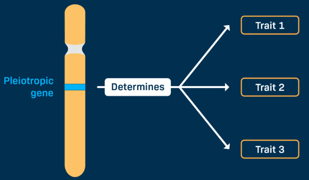 <p>when a single gene controls multiple traits</p><p>typically in multiple body systems</p><p>since these traits are determined by the same gene, they will NOT segregate independently</p><p>ex. Marfan Syndrome</p><p>-an autosomal dominant connective tissue disorder caused by a mutation in the FBN1 gene(codes for proteins that make strong fibers that add strength to the body’s connective tissues)</p>