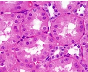 What cell structure is this?