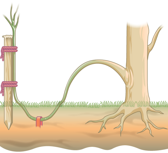 <p>A stem is bent over into the soil and roots will develop</p>