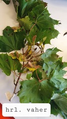 Acer platanoides
