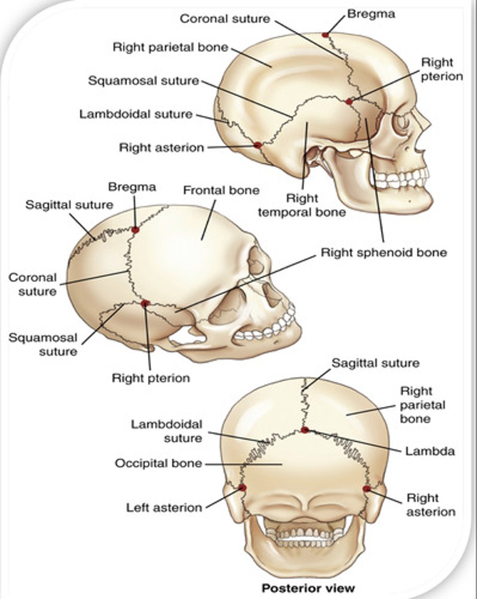 <p>Nasion (joins nasal part of the frontal bone and the nasal bone)</p><p>Pterion (joins frontal, parietal, temporal and sphenoid bones)</p><p>Bregma (joins frontal and parietal bones)</p><p>Lambda (joins occipital and parietal bones)</p>