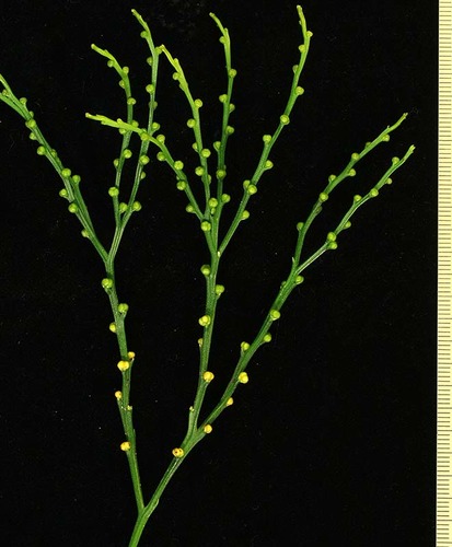 <p>Phylum Psilophyta dominant life stage?</p>