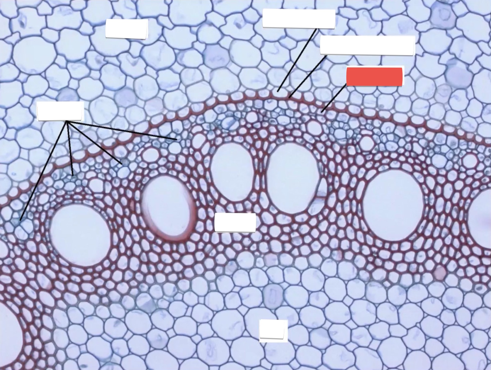 <p>identify the part in red</p>