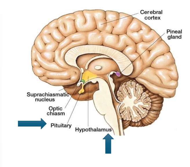 <p>the hypothalamus which is connected to the pituitary glands via the infundibulum&nbsp;</p>
