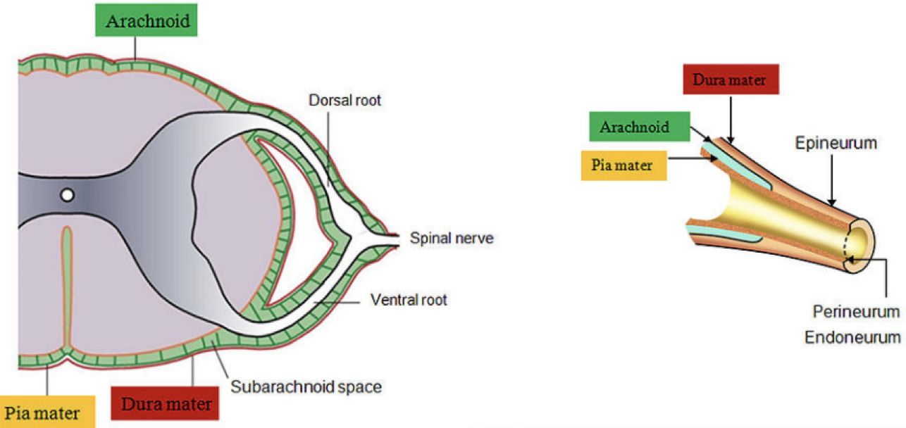 <p>The ROOTS are surrounded by meninges, but once they elongate as spinal nerves, the dura mater becomes the <strong>epineurum </strong>that will protect the nerves</p><ul><li><p>Does NOT contain CSF</p></li></ul><p></p>