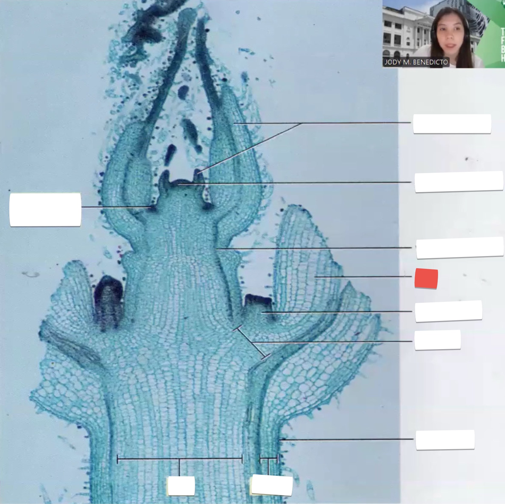 <p>identify the part in red</p>