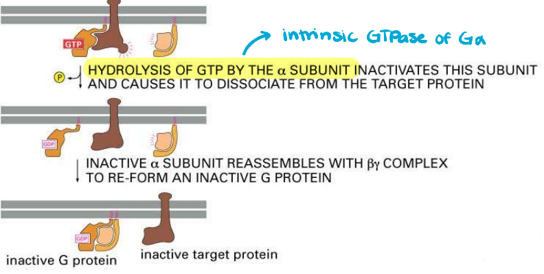 <p>Explain the <strong>deactivation </strong>of G-protein coupled receptor (GPCR).</p>