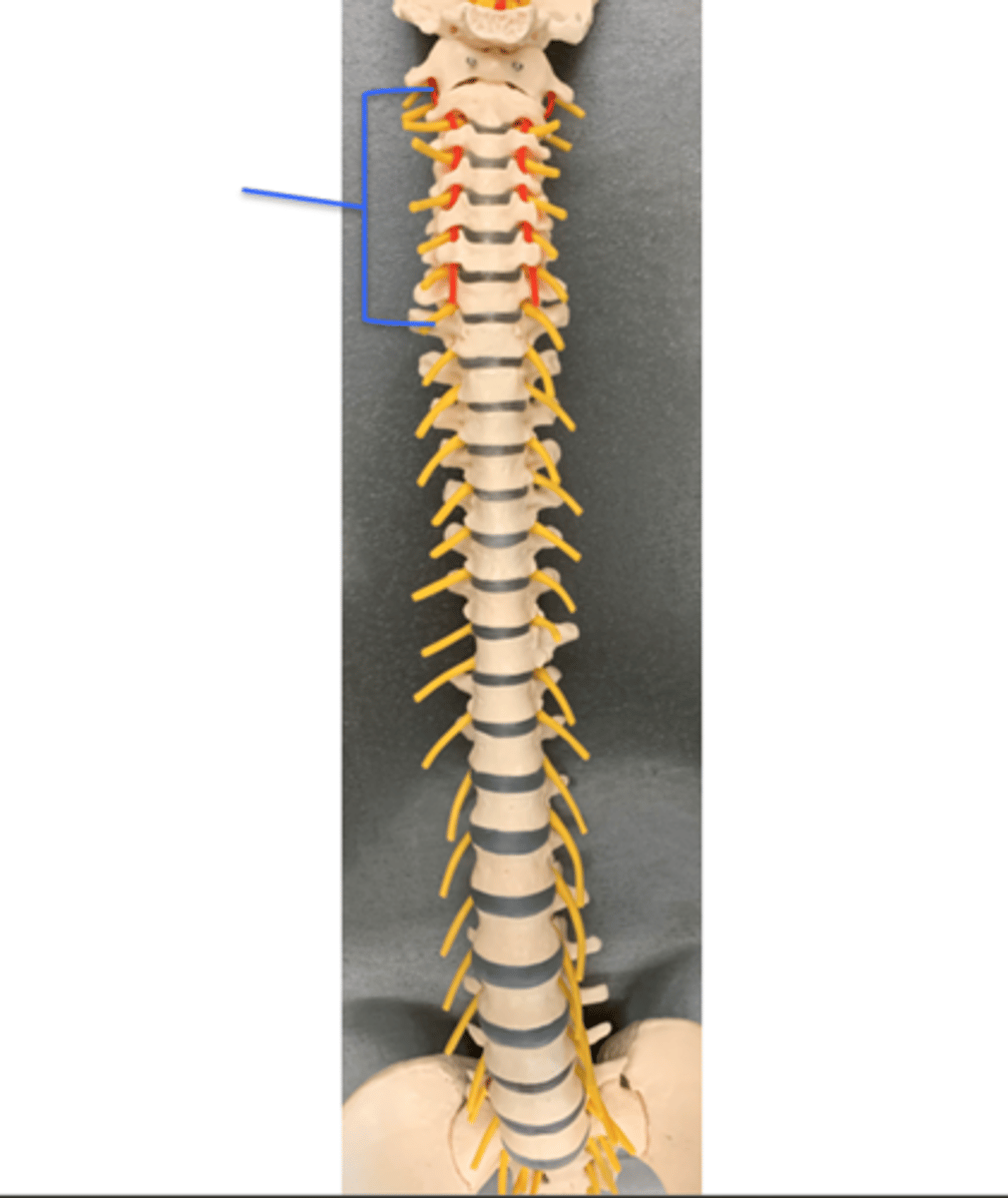 <p>Name these Spinal Nerves</p>