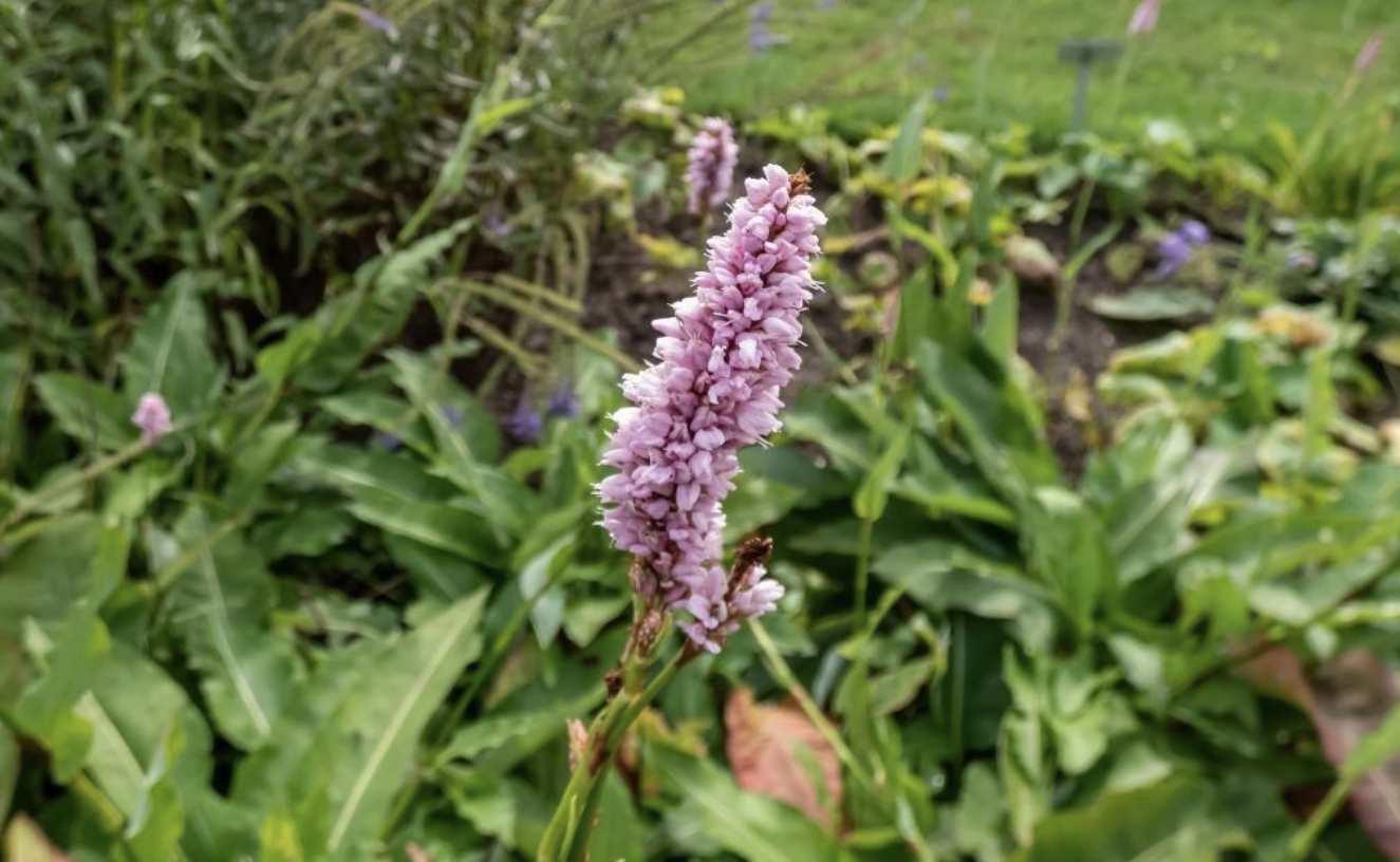 Flower 172