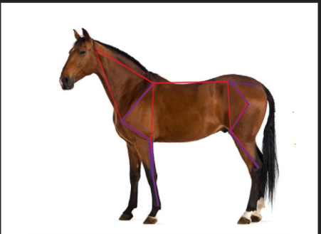 <p>on this horse draw the following lines between:: </p><ol><li><p>shoulder inclination</p></li><li><p>shoulder joint</p></li><li><p>elbow joint</p></li><li><p>fetlock joint</p></li><li><p>pelvis inclination</p></li><li><p>femur inclination</p></li><li><p>stifle joint</p></li><li><p>hock joint</p></li></ol><p></p>