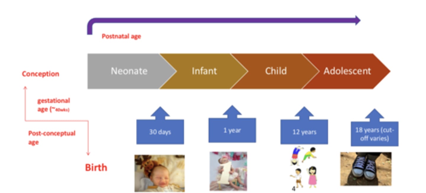 <p>time elapsed after birth</p>