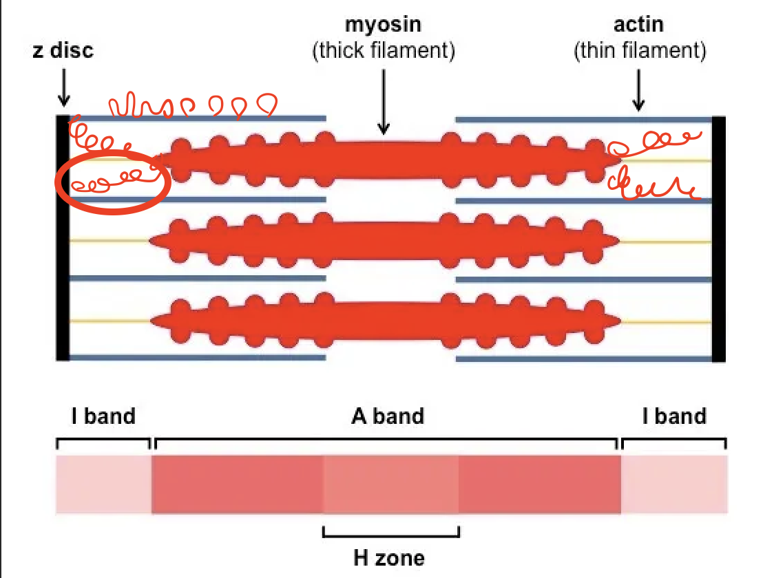 <p>Spring-like protein, connects z-discs to the M line</p>
