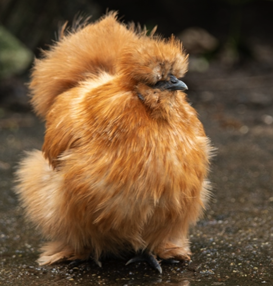 <p><strong><span>• </span></strong><span>De vacht van het dier heeft meer weg van harige wol dan van veren. Het voelt als zijde vandaar de naam</span></p>