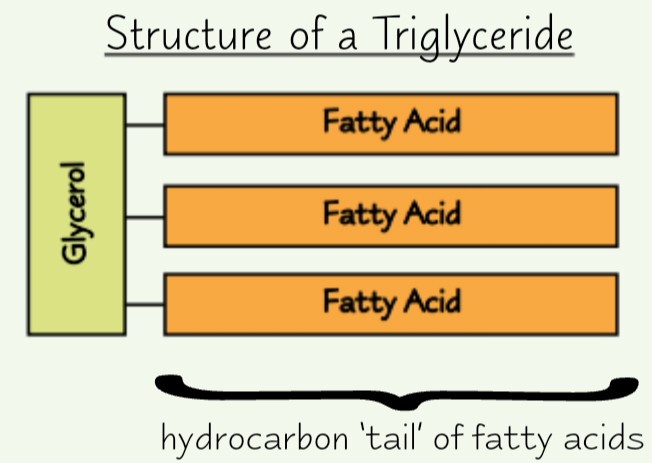 <p><strong>1 glycerol</strong> + <strong>3 fatty acid</strong></p>