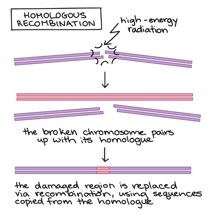 <ul><li><p>HR = homologous recombination</p><p>‎</p></li><li><p>+ veel accurater</p></li><li><p>+ behoud functionaliteit</p></li></ul><p></p>