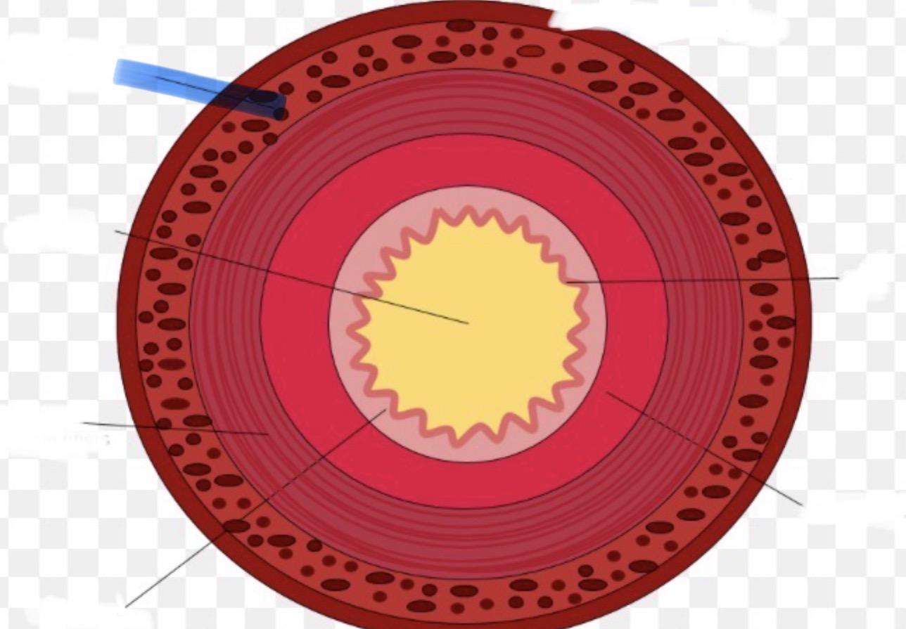 <p>Welk deel van de doorsneden vd dunne darm is hier aangeduid</p>