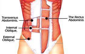 <p>Action = flex vertebral column, rotate the vertebral column laterally flex the vertebral column, compress abdomen</p>