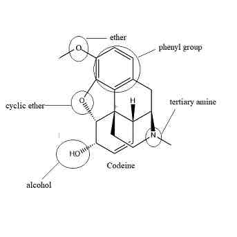 <p>0.5 % raw opium (prepared from morphine)- methylation</p><p>Effects</p><ul><li><p>Used with OTC drugs</p></li><li><p>cough medication</p></li><li><p>treatment of diarrhea</p></li><li><p>dizziness, anxiety, mood change, confusion</p></li></ul><p>Functional Groups:</p><ul><li><p>2 methyl Ethers</p></li><li><p>phenyl</p></li><li><p>1 hydroxyl -makes it less polar allowing it to cross more easily</p></li><li><p>Alkenyl</p></li><li><p>Tertiary amine</p></li></ul>