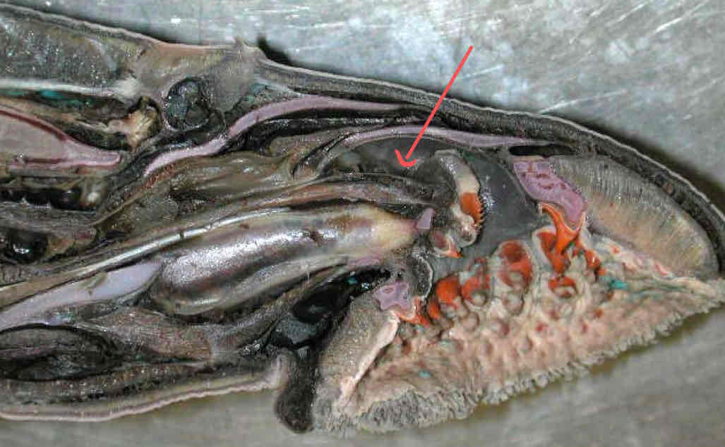 term image