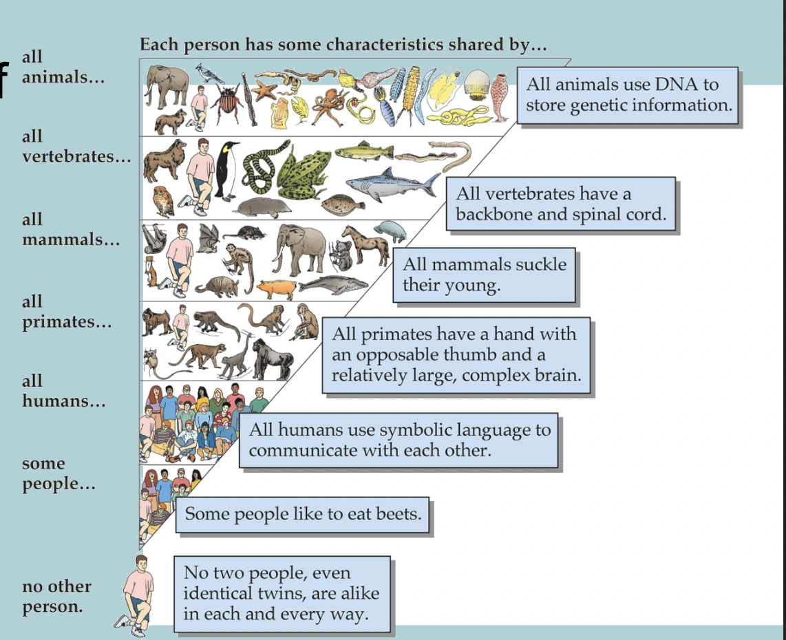 <p>The natural ACTIONS and RESPONSES shared by nearly all members of a given SPECIES - won’t continue into other species (eg. having a spinal cord, opposable thumbs) </p>