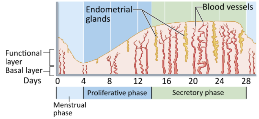 <p><strong>→ </strong><span><strong><span>Menstrual phase</span></strong></span></p><ul><li><p>The functional layer of the endometrium is shed during days 1 through 5 of the uterine cycle, a process called <em>menses </em>or <em>menstruation</em></p></li></ul><p></p>