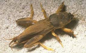 <p>THESE ARE THE CREEPY ONES. They look like they have swollen alien heads. Beefy ALL OVER. Big legs, weird wings that are wide and suddenly become small, two small weird tail things not touching at all. Class Insecta, Order Orthoptera. Called mole crickets</p>