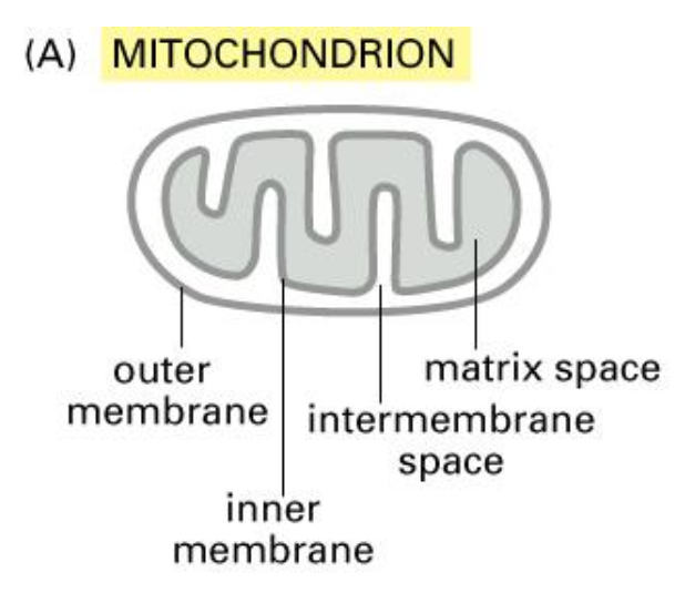 <ul><li><p>The mitochondrion is the powerhouse of the cell and undergoes ATP synthesis.</p></li><li><p>We know that it is derived from the bacterial cells and also contains the same ribosomes and DNA.</p></li><li><p>Some of the proteins are synthesised in the mitochondrion and some of them in the cytosol.</p></li><li><p>And they also contain the following subcomponents:</p></li><li><p>Transport into mitochondria contain an inner and outer membrane and lumen is the matrix.</p></li></ul><p></p>