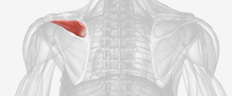 <p>What is this muscle? </p>