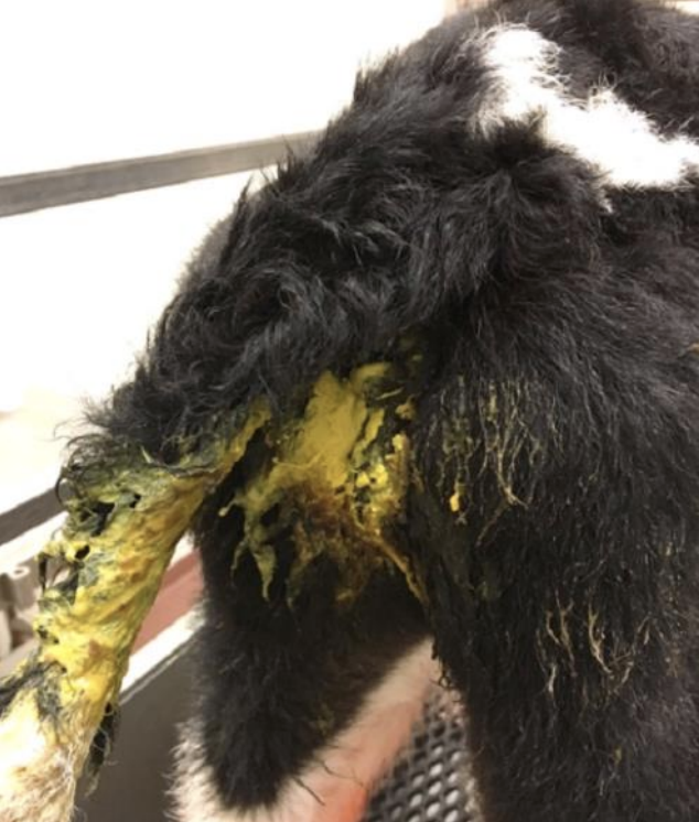 <p>Which species of Cryptosporidium is common in dairy calves under one month old? They cause yellow, watery diarrhea with mucous/blood/gas, can be projectile and severe, cause lethargy, fever, weight loss, and emaciation. There is high morbidity and occasional mortality. They also infect lambs/kids causing diarrhea and weight loss, shed oocytes, and have high morbidity/mortality.</p>