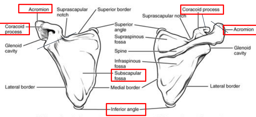 <p>on the anterior side of the fossa</p>