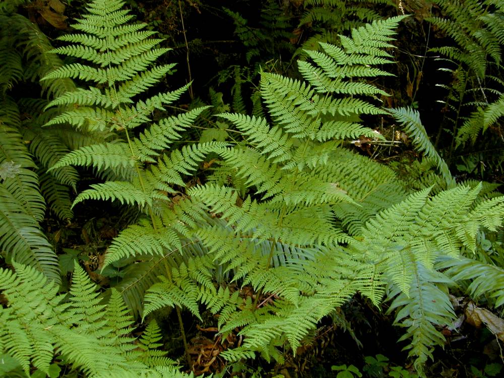 <p>Dryopteris expansa (spreading wood fern)</p>