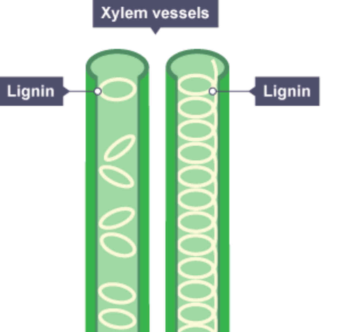 <p>★ Very thick wall containing lignin providing strength ★ End walls broken down for transport ★Hollow inside for better transportation</p>