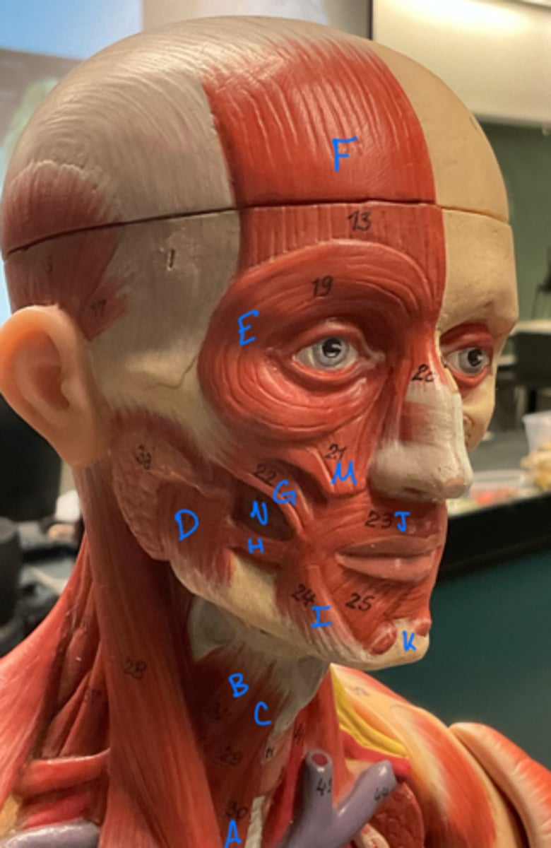 <p>frontalis</p>